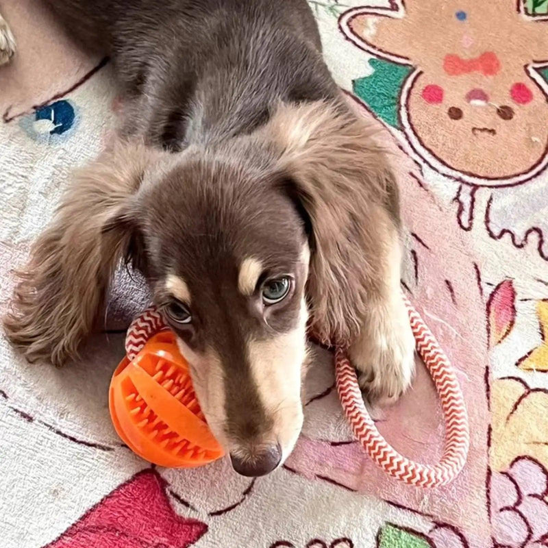 Bola de Borracha para Cães